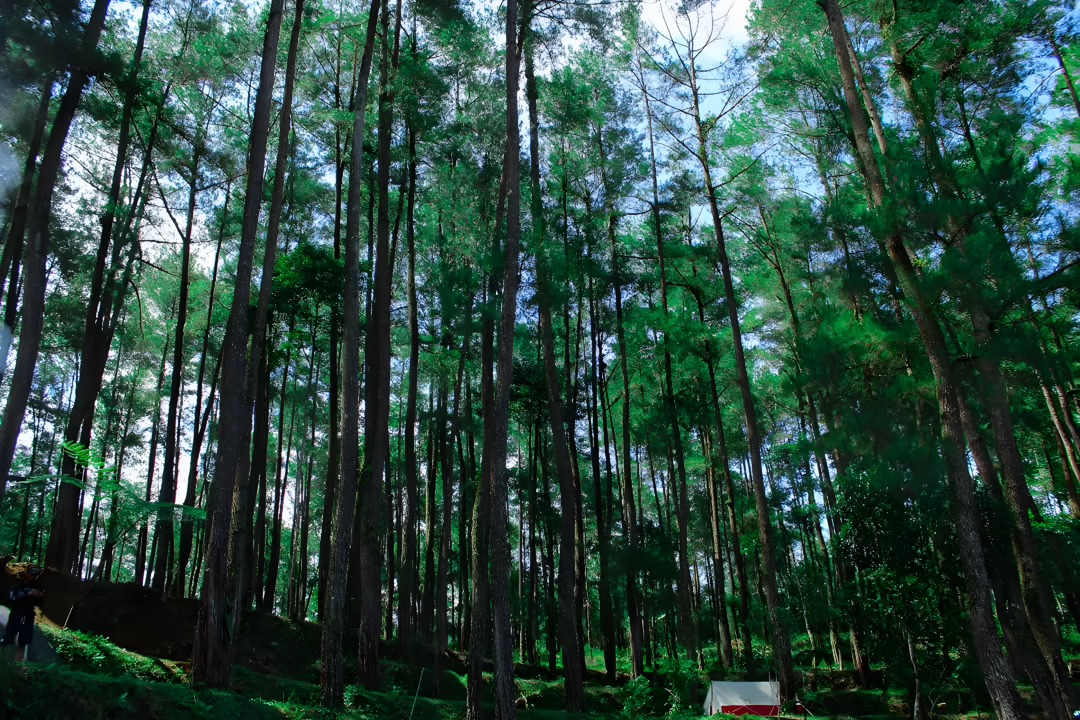 Lembah Pinus Magelang